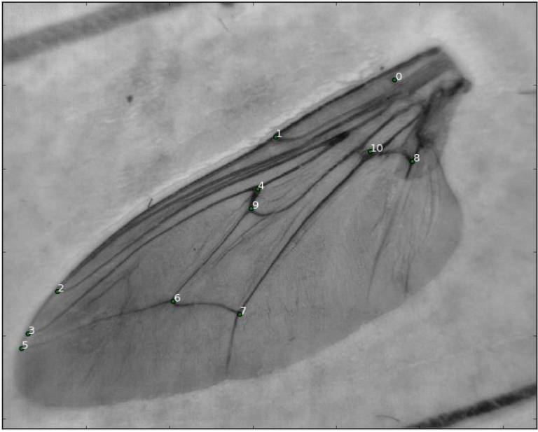 Tsetse fly with landmarks
